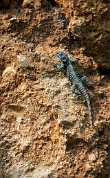 Stellagama stellio � Agama hardun nebo tak� agama hv�zdnat�